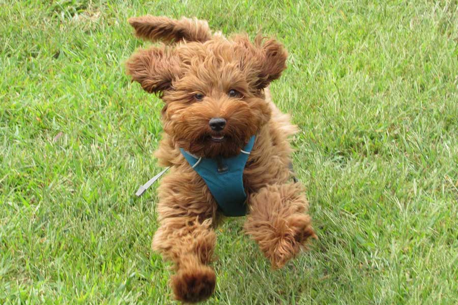 puppy running in a field