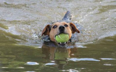 Swimming Safety for Your Dog