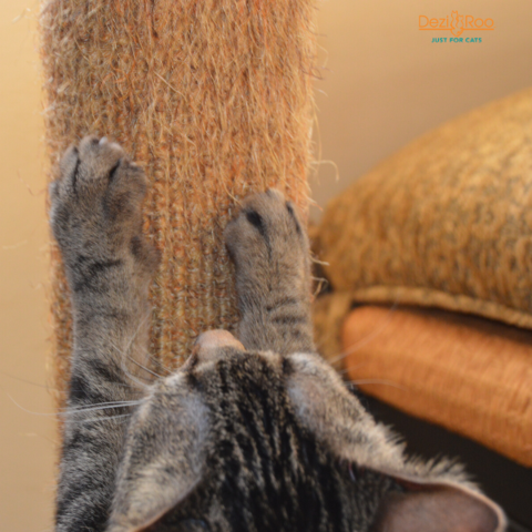 cat scratching a Dezi & Roo scratching post
