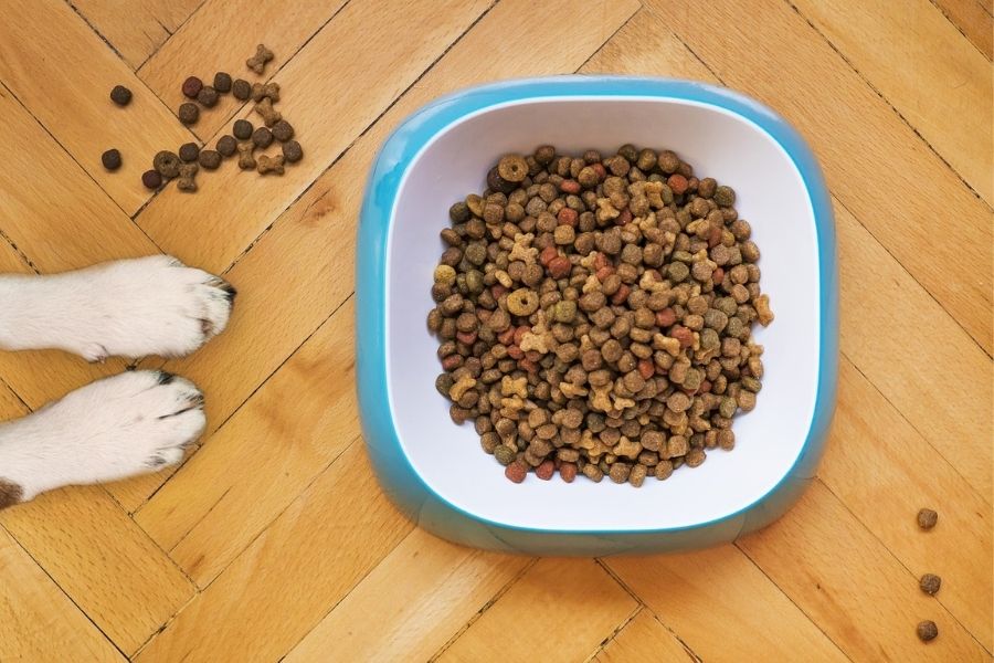 dog and bowl of dog food